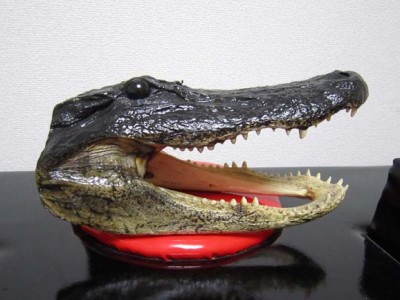 gatorskull2